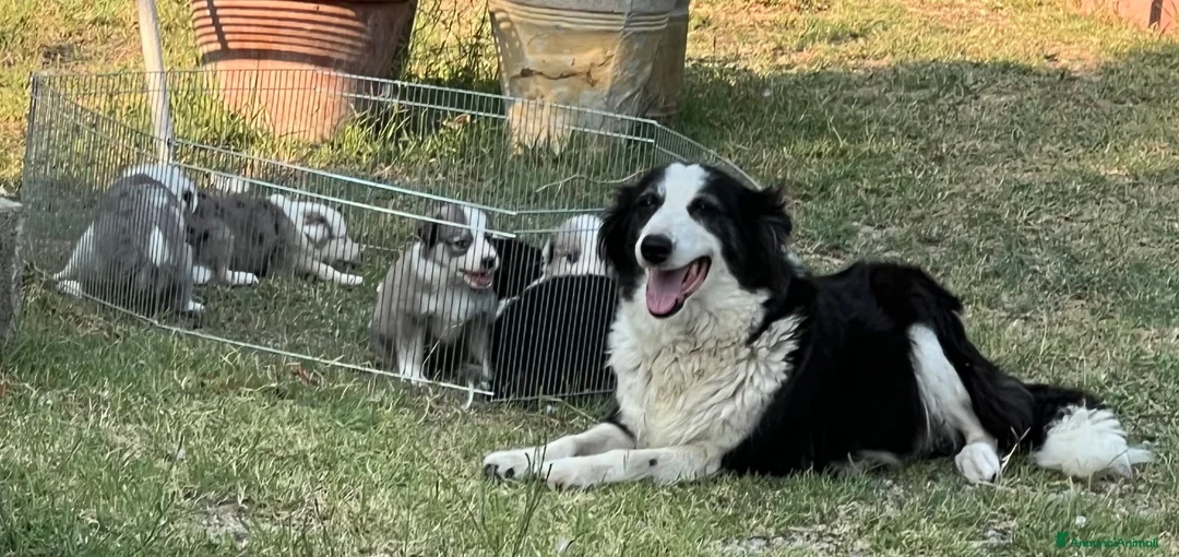 Australian Shepherd cani in vendita: Cucciolo pastore aistraliano - Annuncio 2