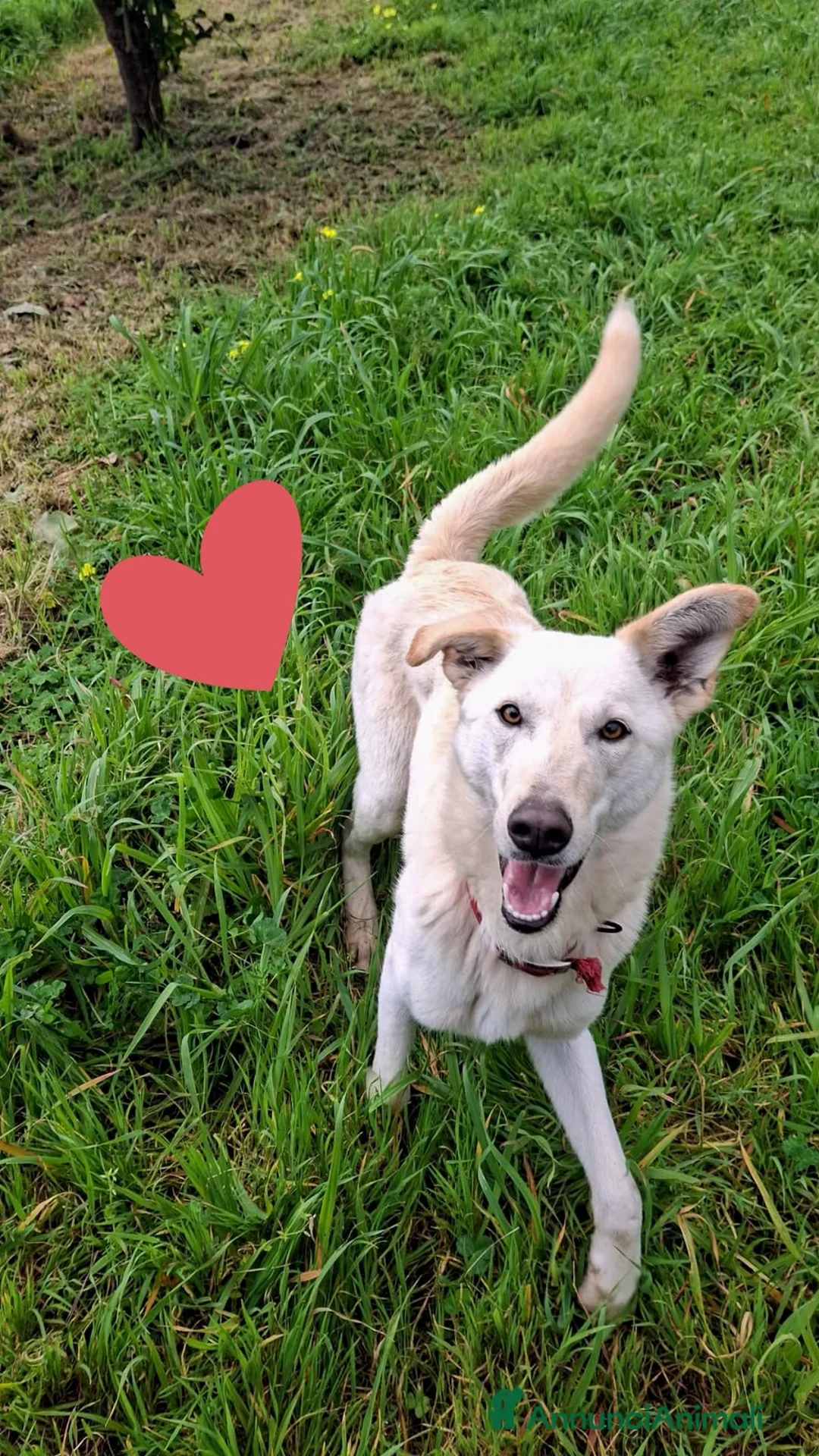 Meticcio cani in regalo: ERIS 🩷 una cagnolina che sorride alla vita a Provincia di Arezzo - Annuncio 2