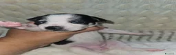 Chihuahua cani in vendita: Chihuahua toy  - Annuncio 8