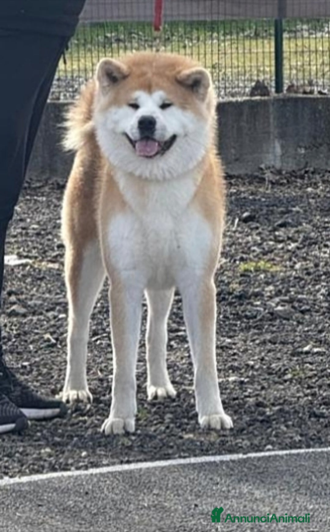 Akita Inu cani in vendita: Cuccioli di AKITA da allevamento ENCI  - Annuncio 3