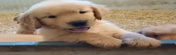 Golden Retriever cani in vendita: Cucciole Golden linea americana a Città Metropolitana di Bologna - Annuncio 3