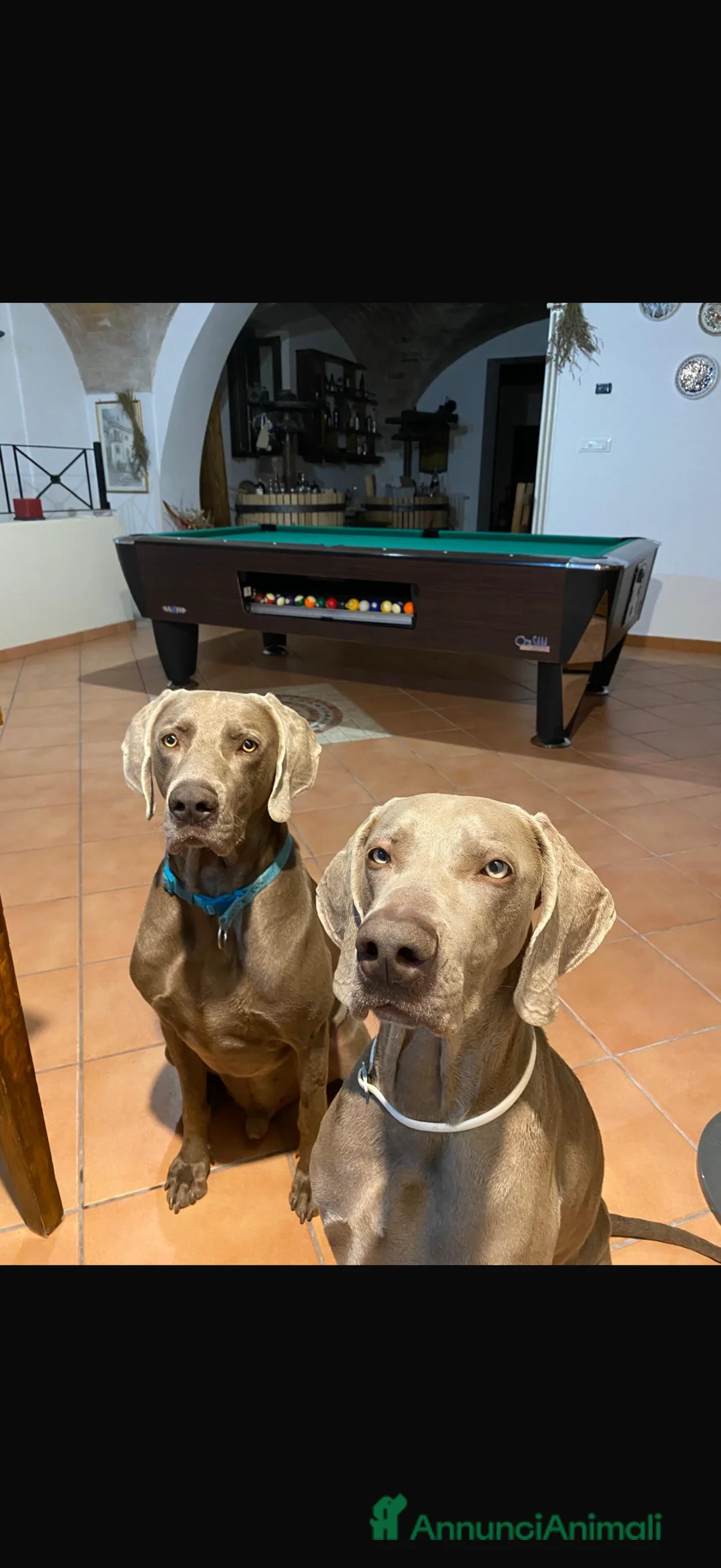 Weimaraner cani in vendita: Vendita cuccioli  Weimaraner  a Provincia di Pescara - Annuncio 1
