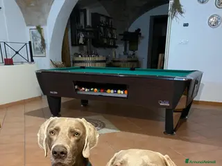 Weimaraner cani Vendita cuccioli Weimaraner - Annuncio 1