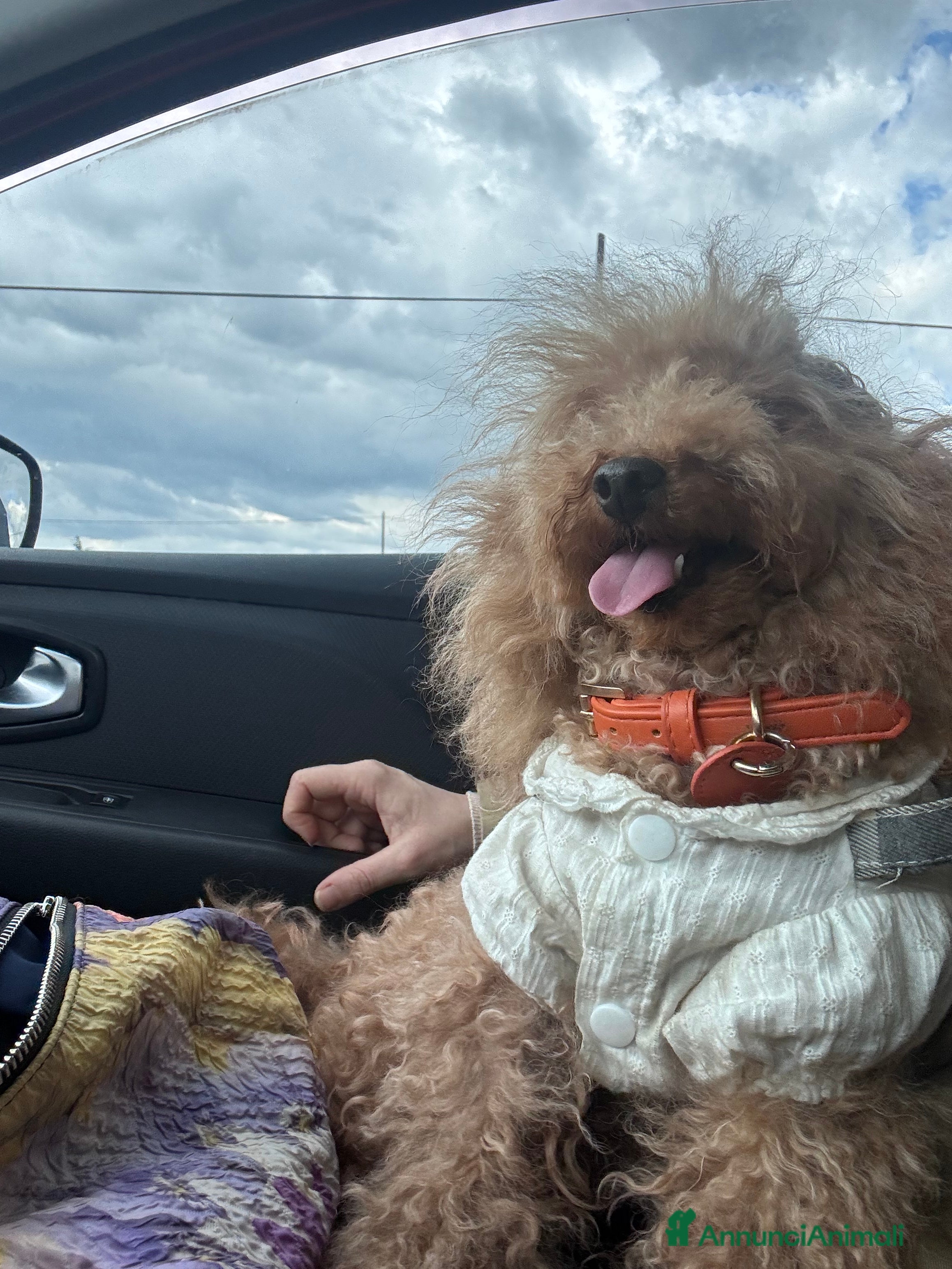 Barboncino Toy cani Barbone toy - Annuncio 11