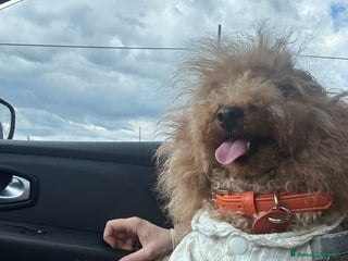 Barboncino Toy cani Barbone toy - Annuncio 1