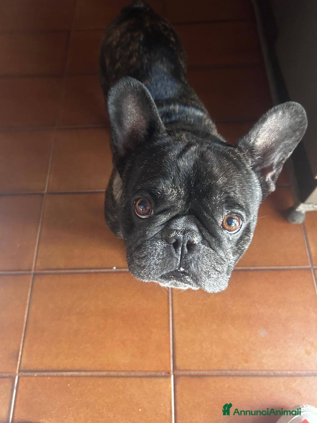 Bulldog Francese cani in regalo: King tenerissimo bulldog francese - Annuncio 9