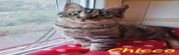 Europeo gatti in regalo: CHICCO, IL RE DELLE FUSA - Annuncio 3