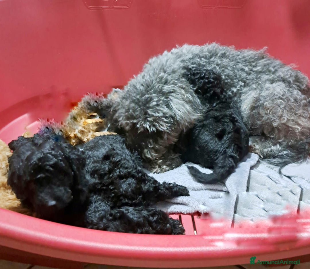 Barboncino cani in vendita: Barboncini nani  - Annuncio 2