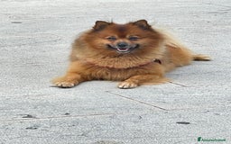 Volpino Pomerania cani per accoppiamento: Volpino Pomerania disponibile per accoppiamento  - Immagine 4