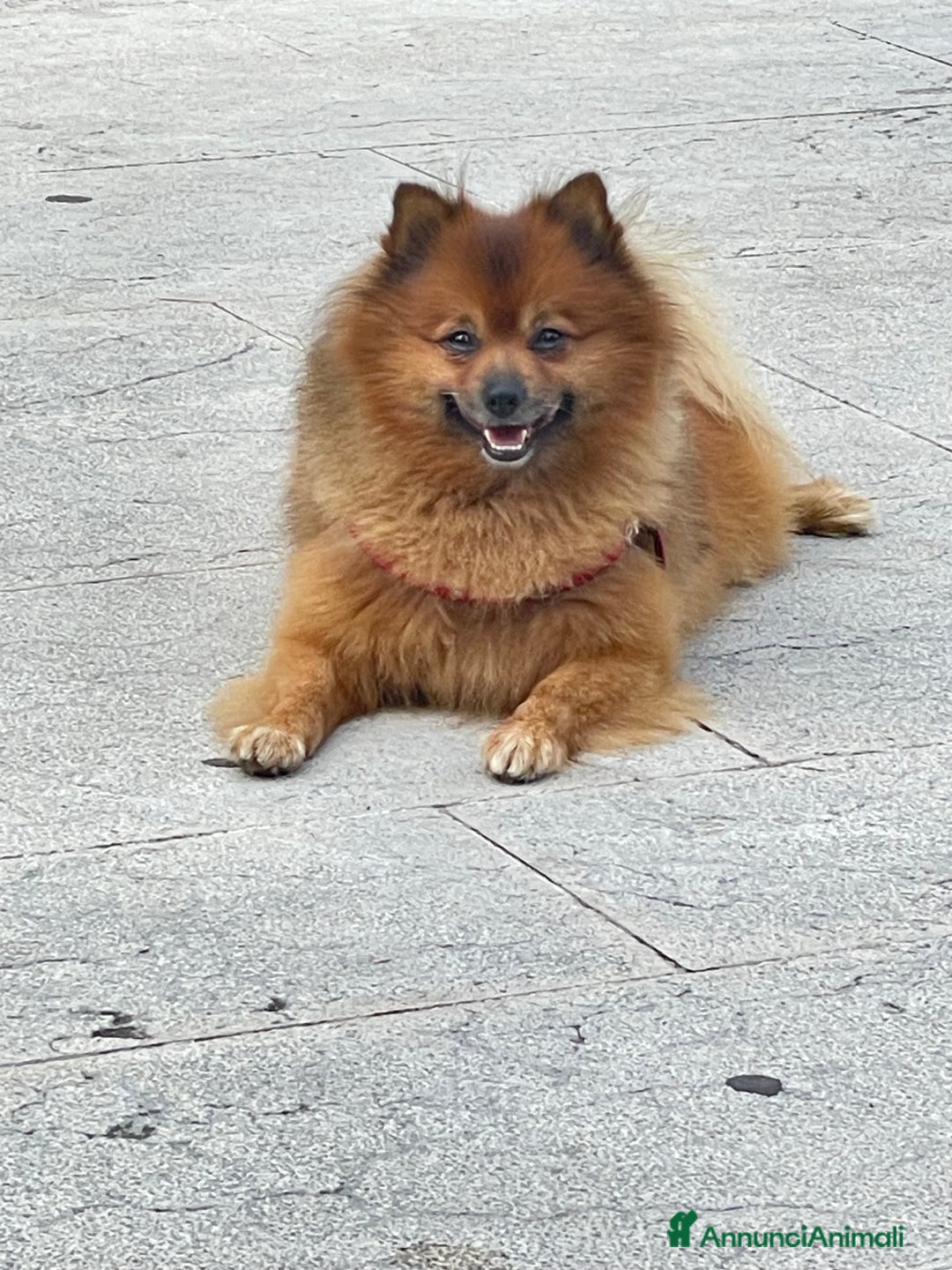 Volpino Pomerania cani per accoppiamento: Volpino Pomerania disponibile per accoppiamento  - Annuncio 4