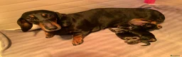Bassotto cani in vendita: Cucciola bassotto Arlecchino nano  - Annuncio 3