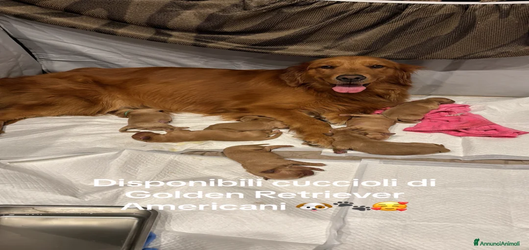 Immagine della galleria {{count}}