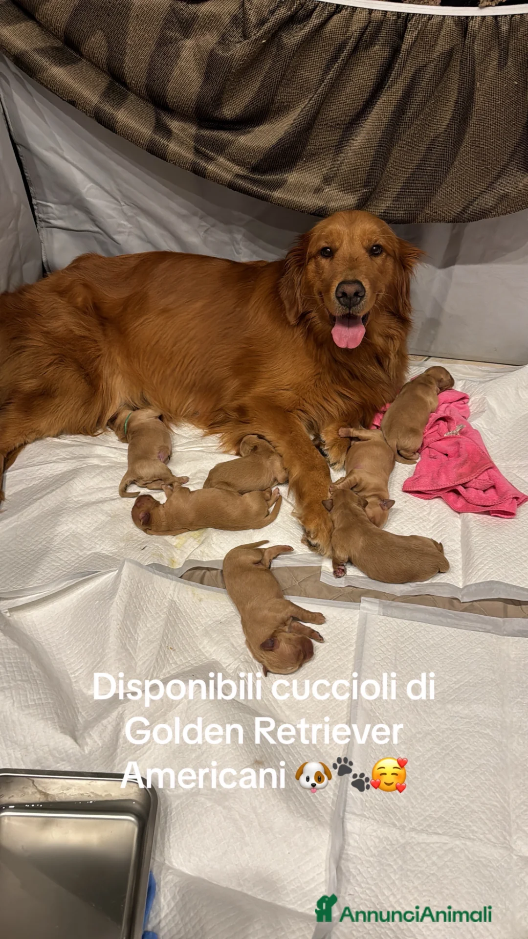 Immagine della galleria {{count}}