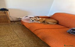 American Staffordshire cani in regalo: Cucciolone di Amstaff - Immagine 2