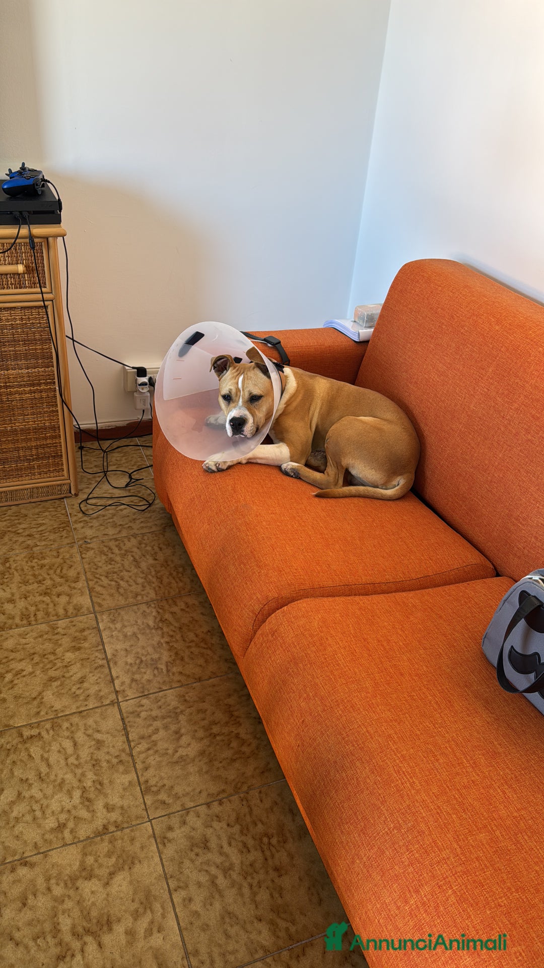 American Staffordshire cani in regalo: Cucciolone di Amstaff - Immagine 2