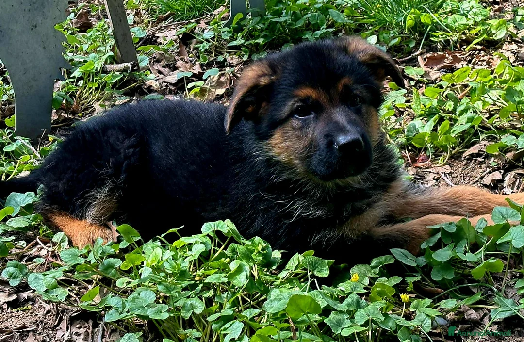 Pastore Tedesco cani in vendita: Pastore Tedesco  - Annuncio 1