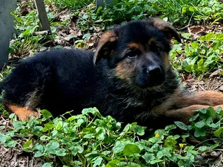 Pastore Tedesco cani Pastore Tedesco - Annuncio 2