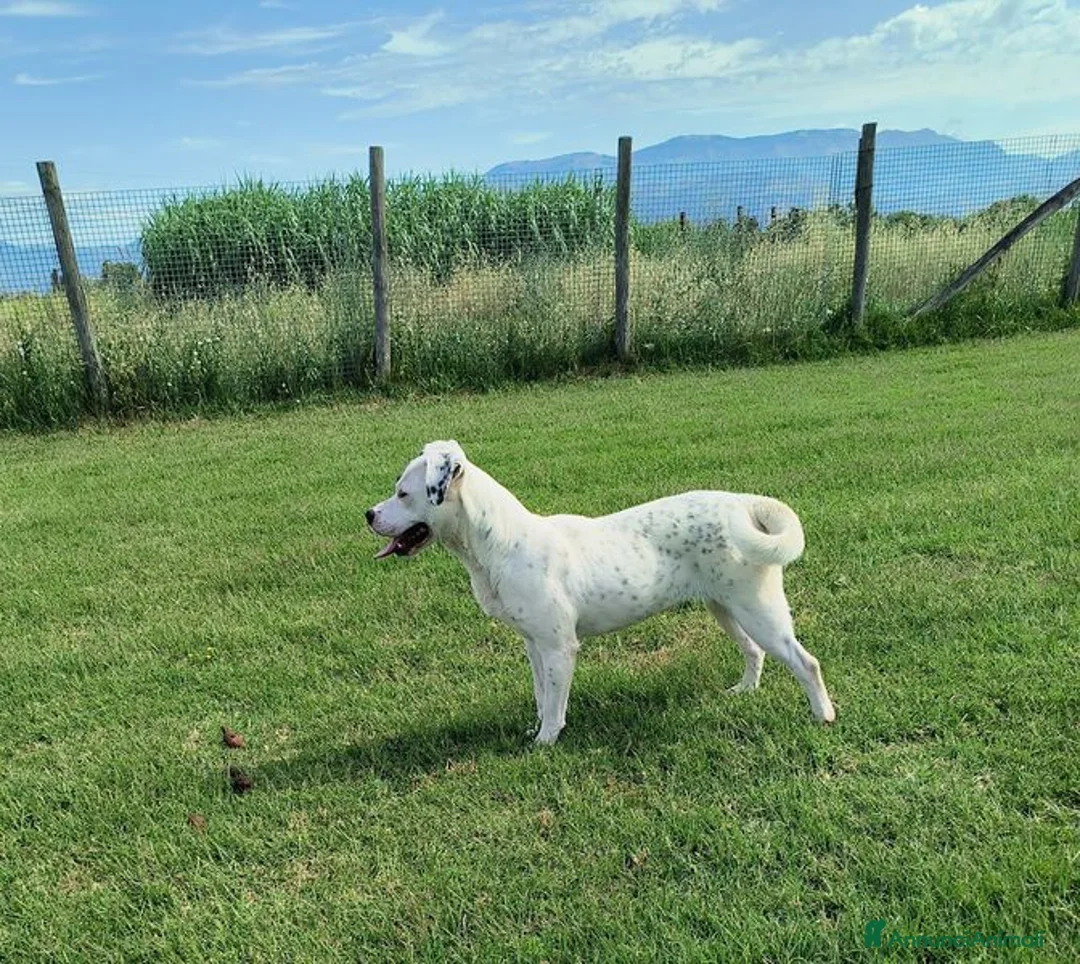 Meticcio cani in regalo: Regina, una cucciola principessa - Annuncio 2