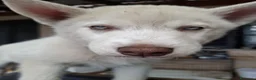 Husky cani in vendita: Siberian husky  - Annuncio 4