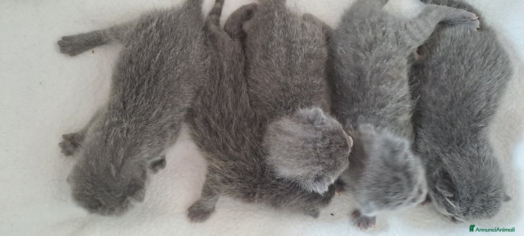 Immagine della galleria {{count}}