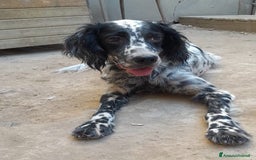 Setter Inglese cani in regalo: SETTERINA PERLA - Immagine 1