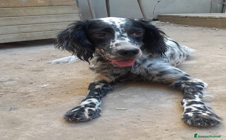 Setter Inglese cani SETTERINA PERLA - Annuncio 15