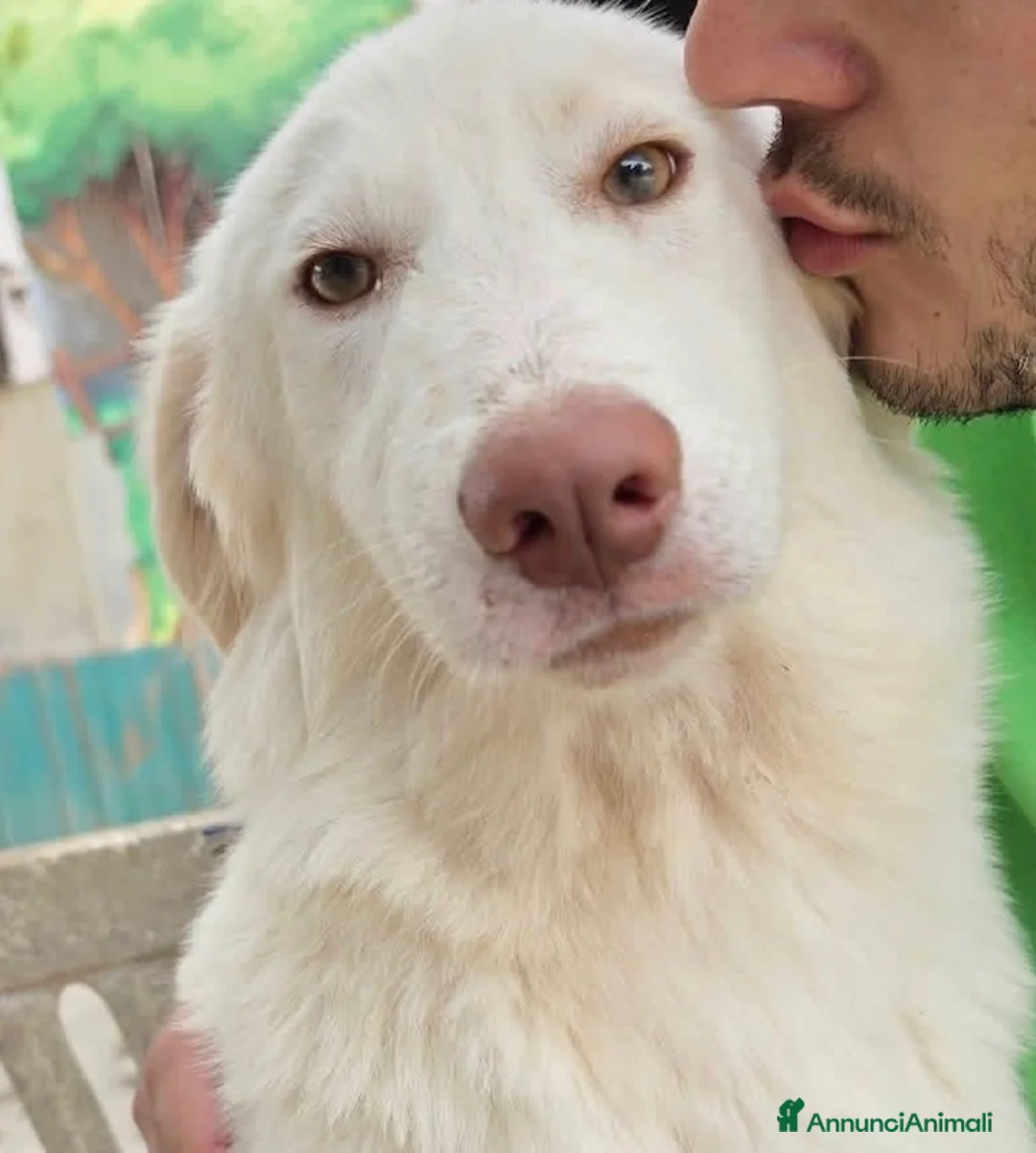 Meticcio cani in regalo: Cagnolina 7 mesi taglia contenuta sterilizzata  - Annuncio 1