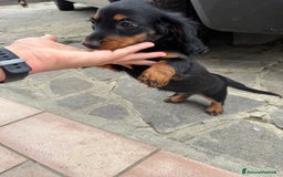 Bassotto cani in vendita: cuccioli di bassotto tedesco pelo lungo a Provincia di Modena - Immagine 10