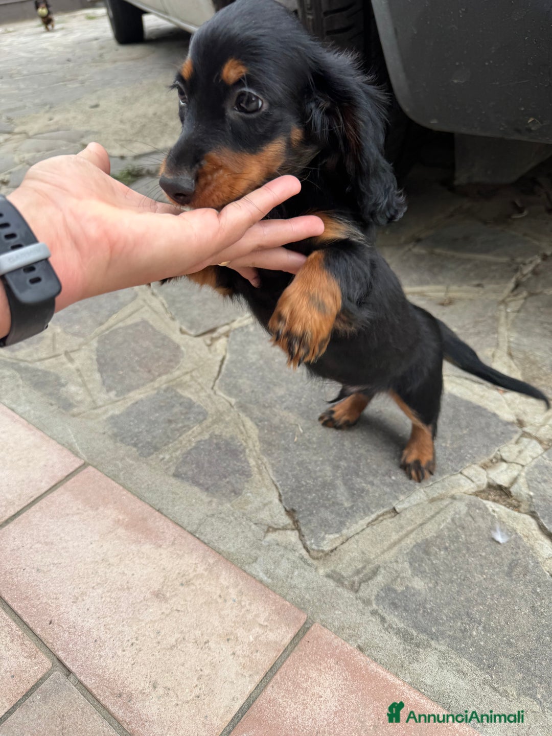 Bassotto cani in vendita: cuccioli di bassotto tedesco pelo lungo a Provincia di Modena - Immagine 10