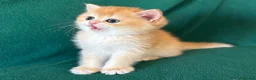 British gatti in vendita: Gattini British shorthair golden chell ny12 - Annuncio 4