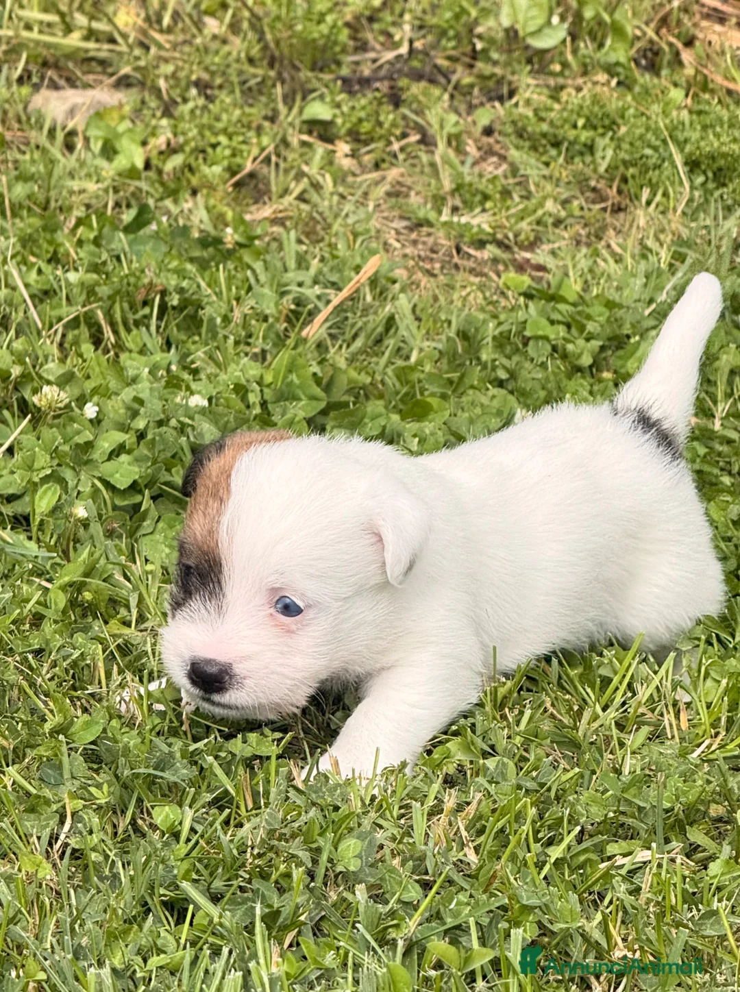 Jack Russell cani in vendita: Maschi disponibile per la prenotazione - Annuncio 2