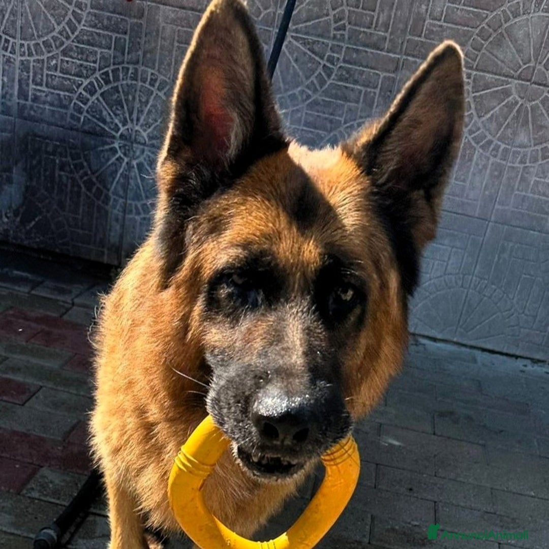 Pastore Tedesco cani in regalo: IBRA PASTORE TEDESCO - Annuncio 1