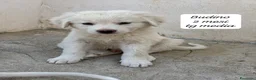 Meticcio cani in regalo: Meticci dimenticati da tutti  a Provincia di Pavia - Annuncio 6
