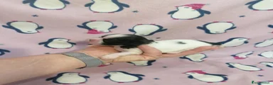 Shih Tzu 3
