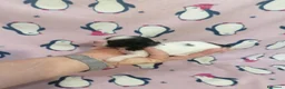 Shih Tzu cani in vendita: Shih Tzu cuccioli - Annuncio 21