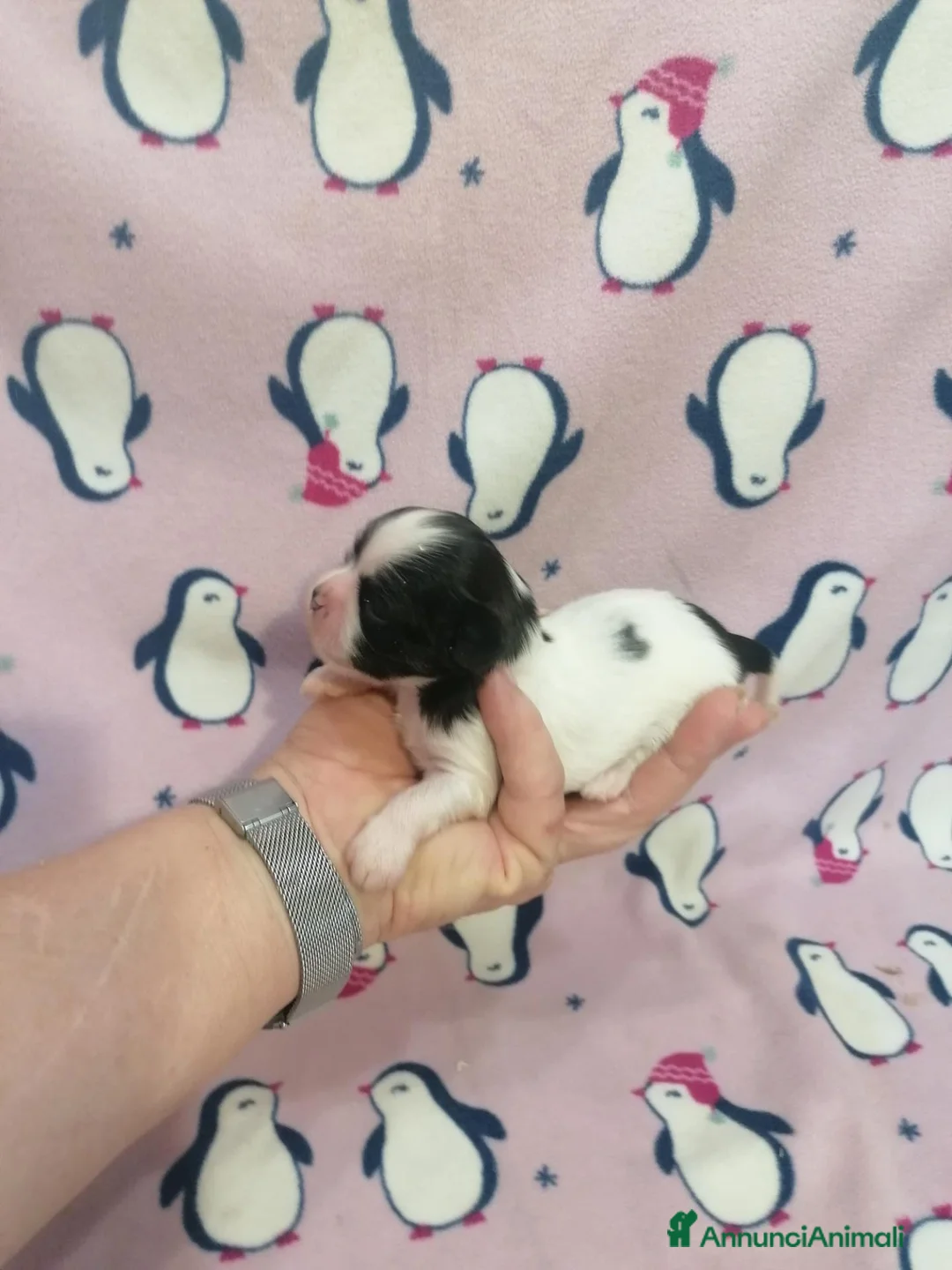 Shih Tzu cani in vendita: Shih Tzu cuccioli - Annuncio 21