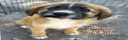Meticcio cani in regalo: CUCCIOLI ABBANDONATI: EMERGENZA  a Città metropolitana di Milano - Annuncio 4