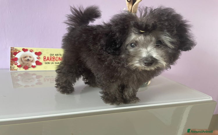 Barboncino cani a Provincia di Cuneo - Annuncio 6