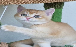 Scottish gatti in vendita: Scottish Straight con Pedigree  - Immagine 4