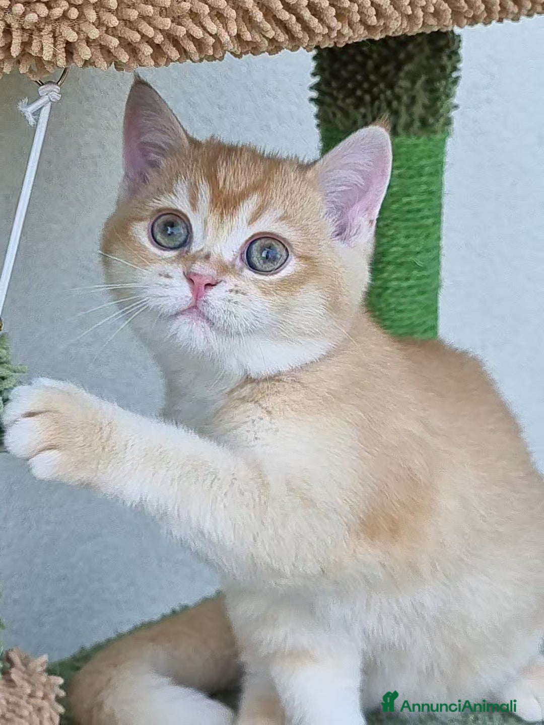 Scottish gatti in vendita: Scottish Straight con Pedigree  - Immagine 4