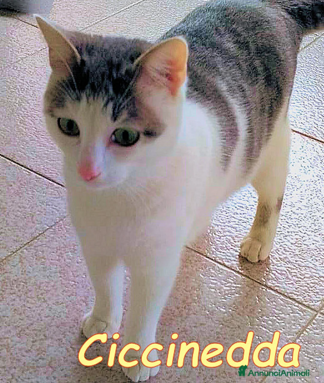 Europeo gatti in regalo: CICCINEDDA GATTINA DOLCISSIMA CERCA CASA  - Annuncio 4