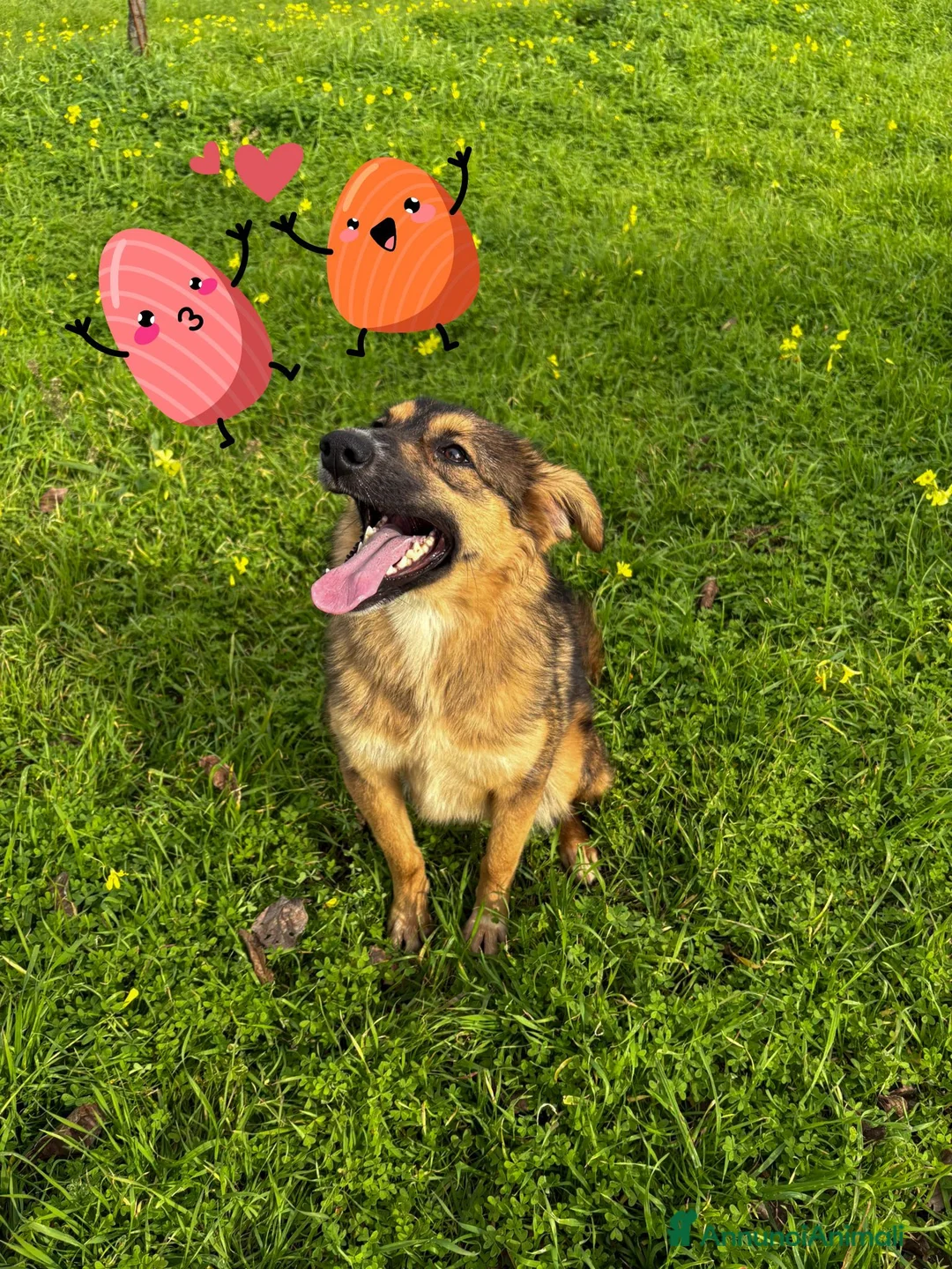 Meticcio cani in regalo: BRENDA 🩷 ha uno di quei sorrisi che restano a Provincia di Verona - Annuncio 4