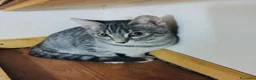Europeo gatti in regalo: Gattina 3 mesi bellissima  - Annuncio 1