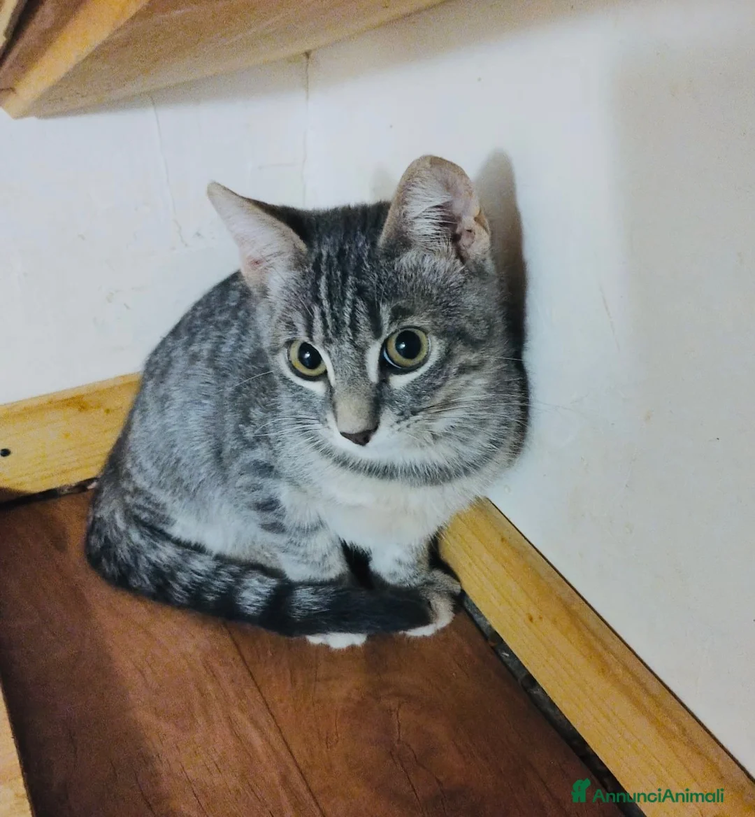 Europeo gatti in regalo: Gattina 3 mesi bellissima  - Annuncio 1