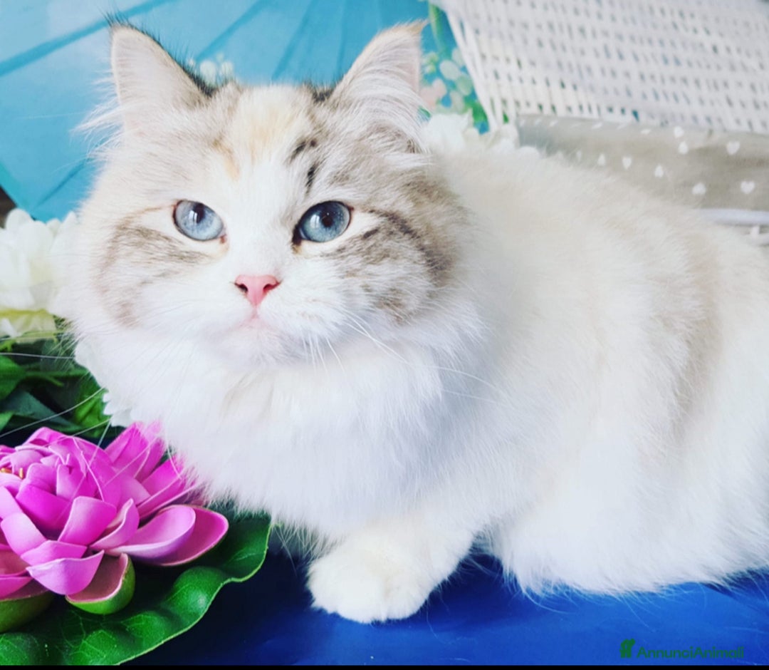 Siberiano gatti in vendita: Gatta siberiana neva masquerade  a Provincia di Reggio Emilia - Immagine 1