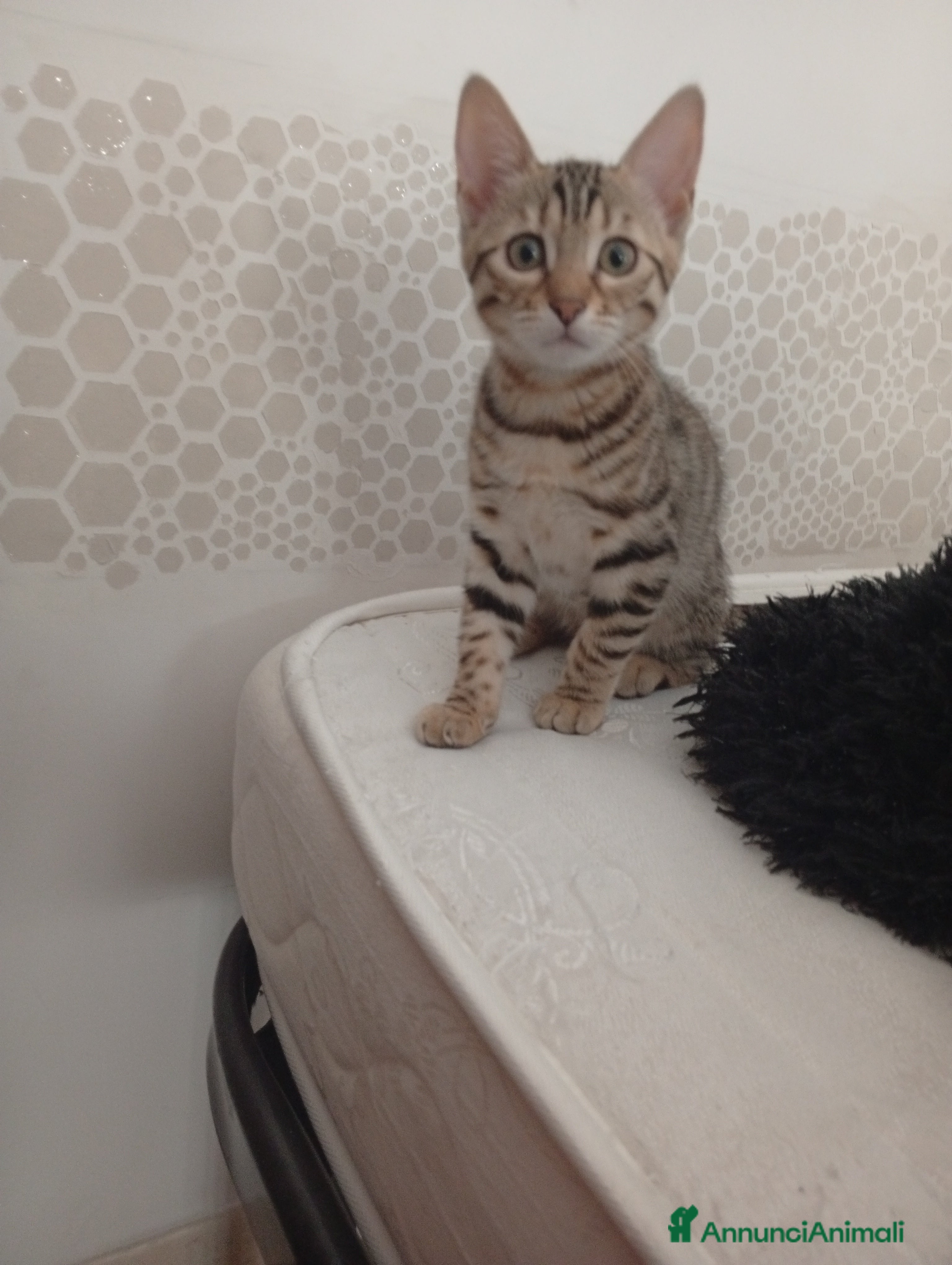 Bengala gatti Bengalini senza pedigree solo per veri amanti  - Annuncio 2