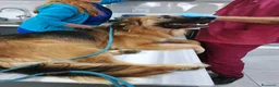 Meticcio cani in regalo: Panko,splendido simil pastore tedesco a pelo lungo - Annuncio 5