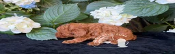 Barboncino Toy cani in vendita: Cuccioli Barboncino Toy - 2 Mesi - Annuncio 3