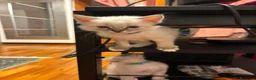 Ragdoll gatti in vendita: Ragdoll maschio - Annuncio 6