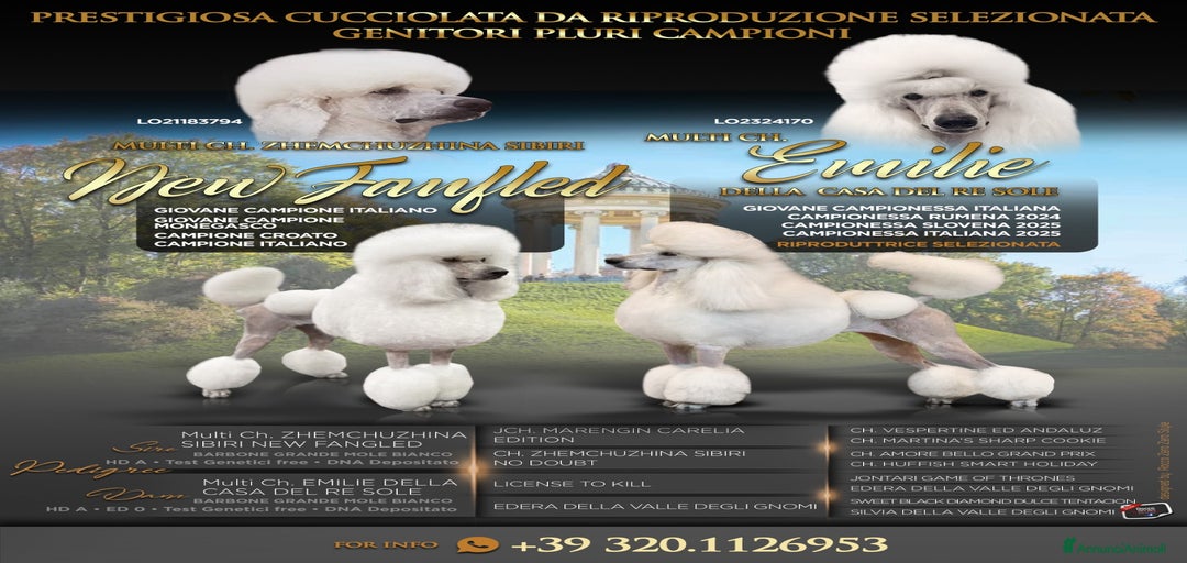 Immagine della galleria {{count}}